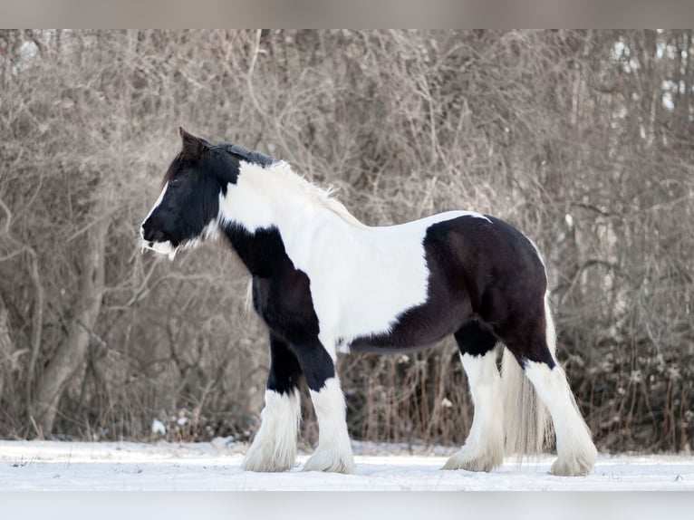 Gypsy Horse Mare 13 years 14.2 hh Pinto in Sherborn