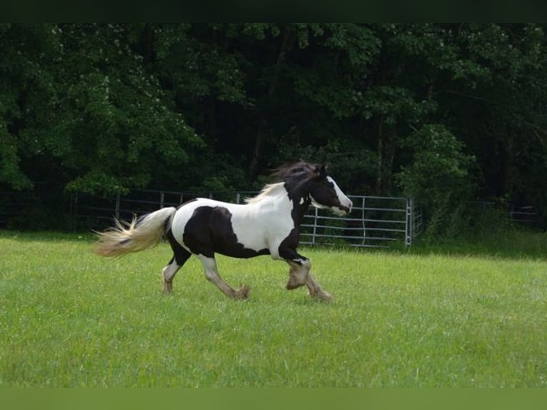 Gypsy Horse Mare 13 years 14.2 hh Pinto in Sherborn