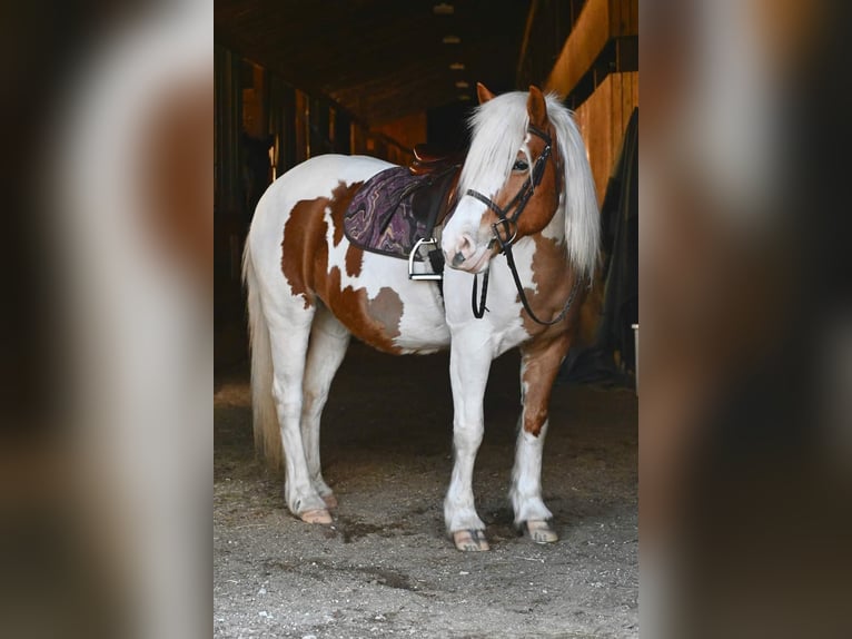Gypsy Horse Mare 13 years 14,2 hh Tobiano-all-colors in Highland MI