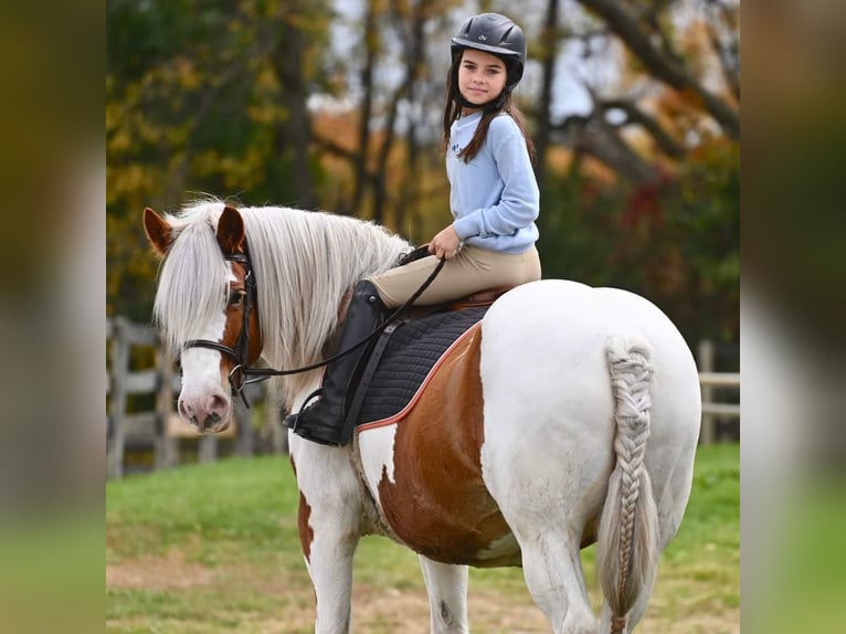 Gypsy Horse Mare 13 years 14,2 hh Tobiano-all-colors in Highland MI