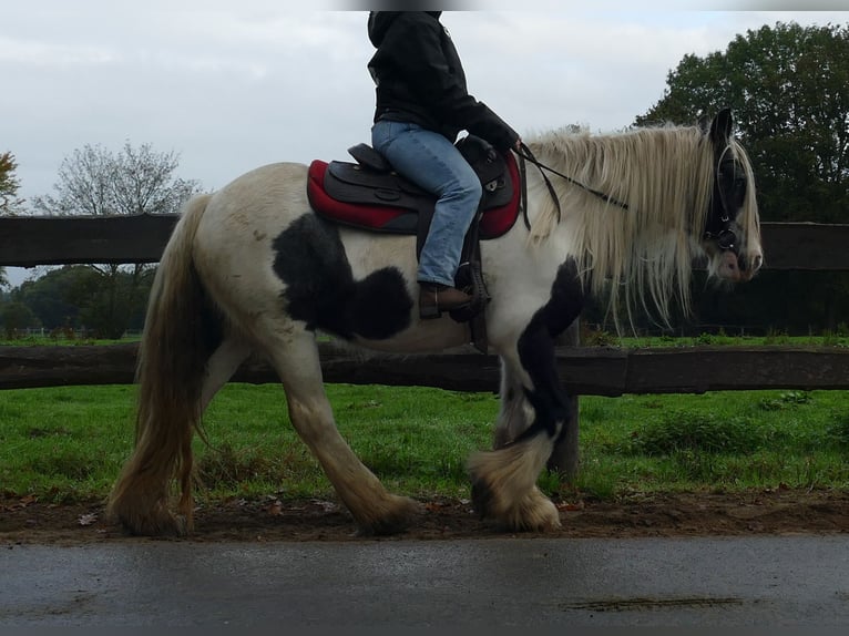 Gypsy Horse Mare 13 years 14 hh Pinto in Lathen
