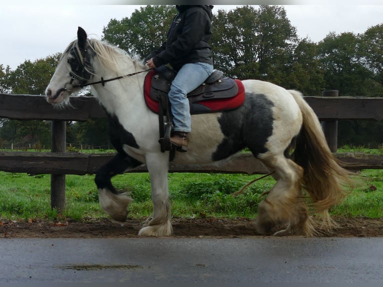 Gypsy Horse Mare 13 years 14 hh Pinto in Lathen