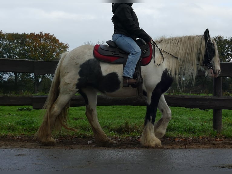Gypsy Horse Mare 13 years 14 hh Pinto in Lathen