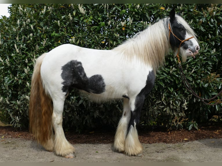 Gypsy Horse Mare 13 years 14 hh Pinto in Lathen