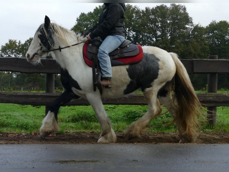 Gypsy Horse Mare 13 years 14 hh Pinto in Lathen