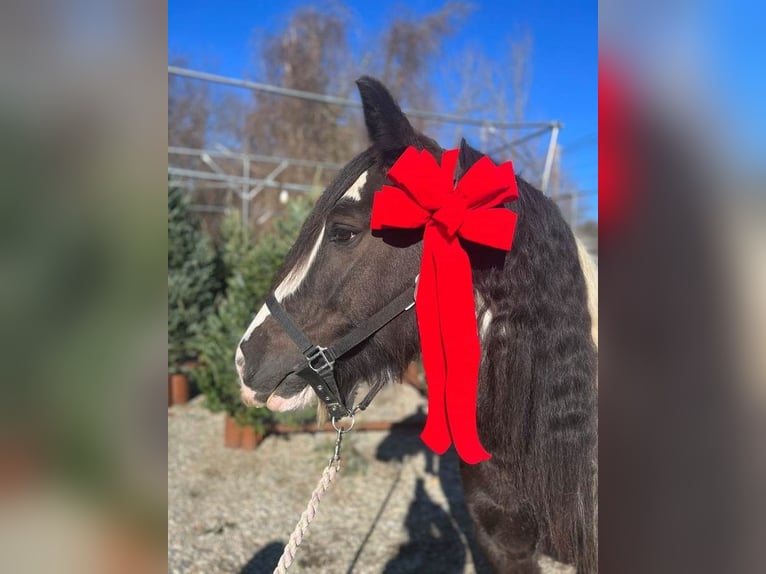 Gypsy Horse Mare 13 years 14,2 hh Pinto in Sherborn
