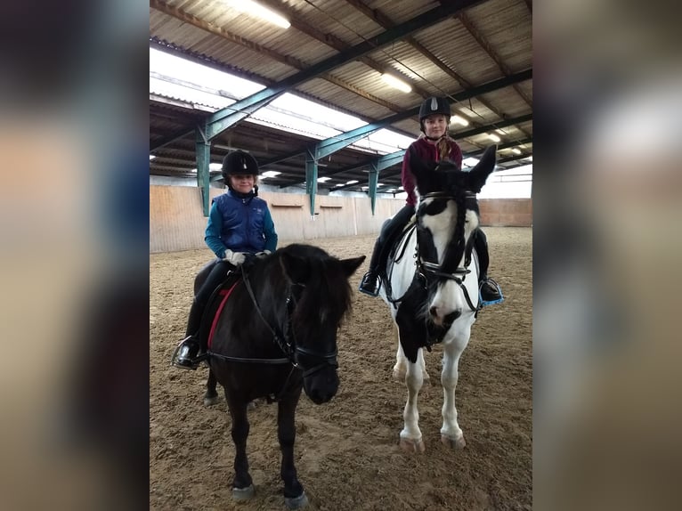 Gypsy Horse Mix Mare 13 years 15,1 hh Black in Bremerhaven