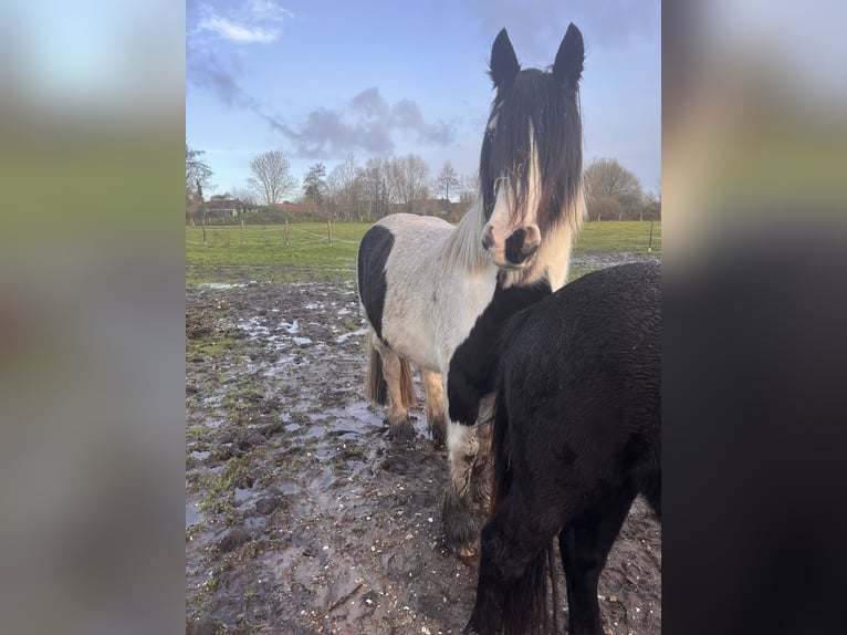 Gypsy Horse Mix Mare 13 years 15,1 hh Black in Bremerhaven