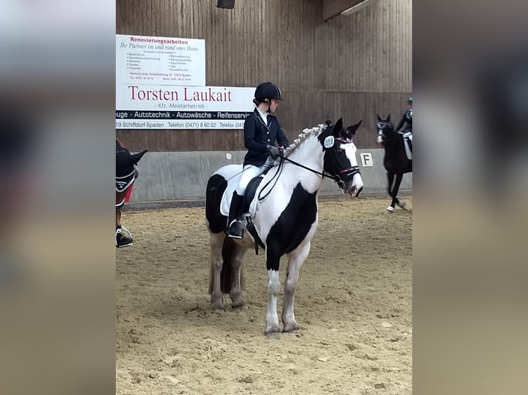 Gypsy Horse Mix Mare 13 years 15,1 hh Black in Bremerhaven