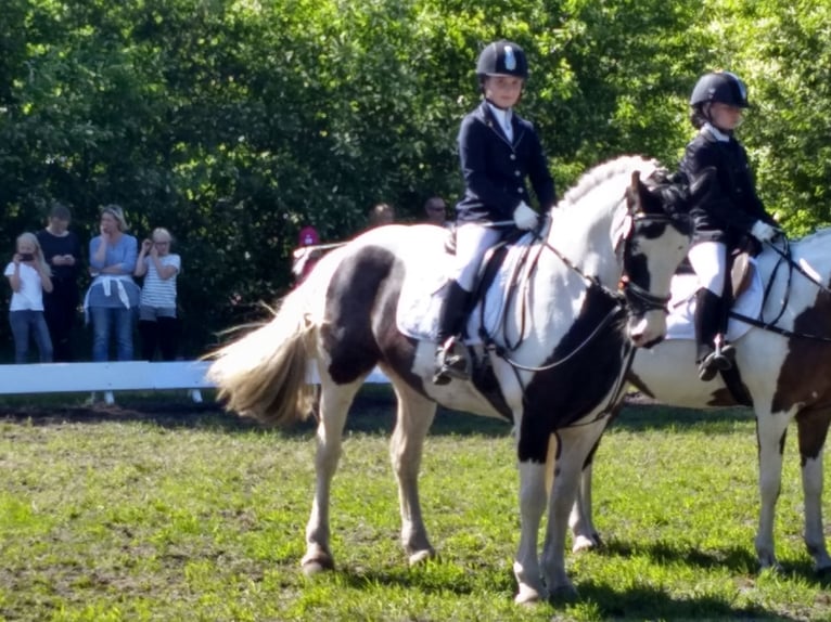 Gypsy Horse Mix Mare 13 years 15,1 hh Black in Bremerhaven