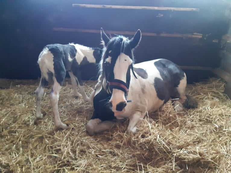 Gypsy Horse Mix Mare 13 years 15,1 hh Black in Bremerhaven