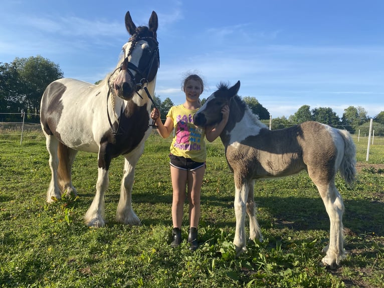 Gypsy Horse Mix Mare 13 years 15,1 hh Black in Bremerhaven