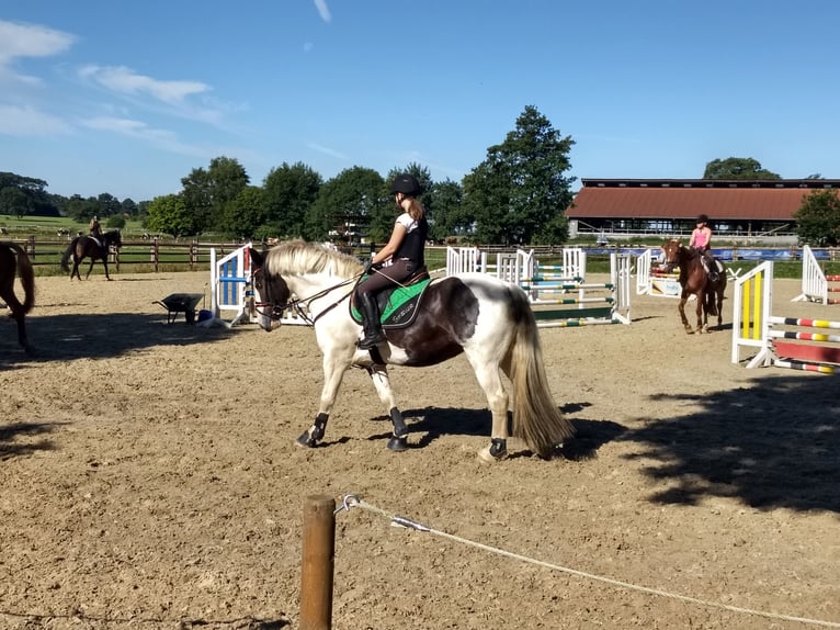 Gypsy Horse Mix Mare 13 years 15,1 hh Black in Bremerhaven