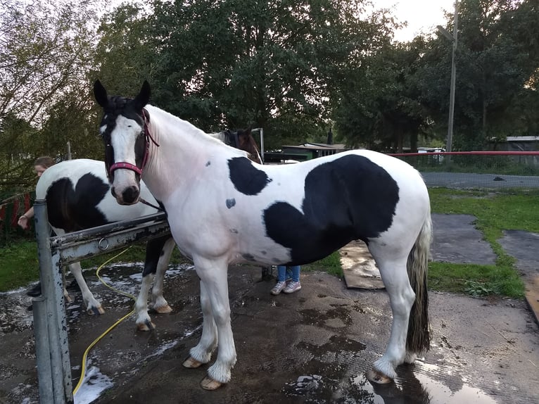 Gypsy Horse Mix Mare 13 years 15,1 hh Black in Bremerhaven