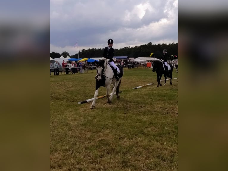 Gypsy Horse Mix Mare 13 years 15,1 hh Black in Bremerhaven