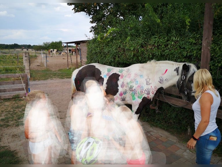 Gypsy Horse Mare 13 years 15.2 hh  in Elbe-Parey