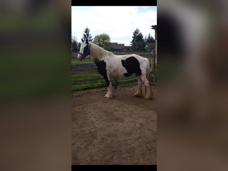 Gypsy Horse Mare 13 years 15.2 hh  in Elbe-Parey
