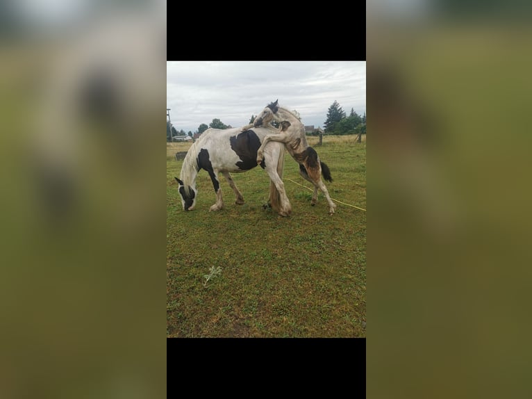 Gypsy Horse Mare 13 years 15.2 hh  in Elbe-Parey