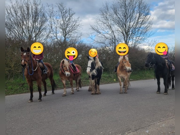 Gypsy Horse Mare 13 years 15.2 hh  in Elbe-Parey