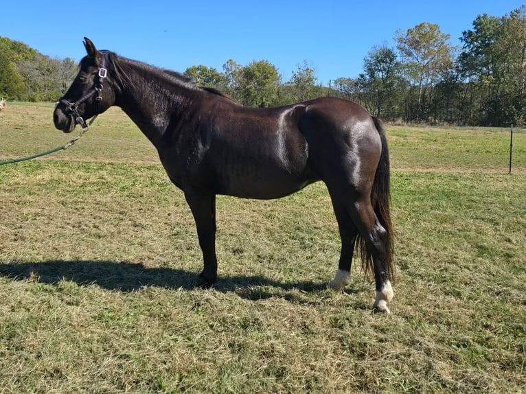 Gypsy Horse Mix Mare 13 years 15 hh Black in Farmington