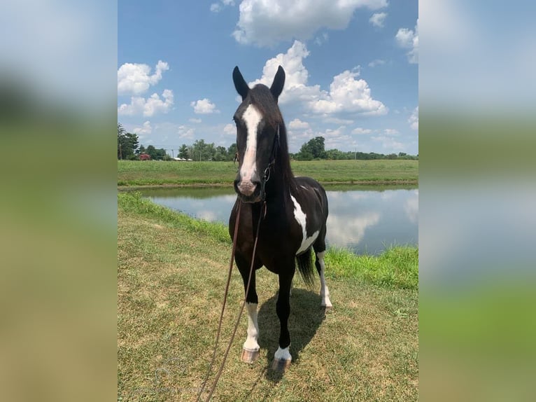 Gypsy Horse Mare 13 years 15 hh Tobiano-all-colors in Lawrenceburg, TN