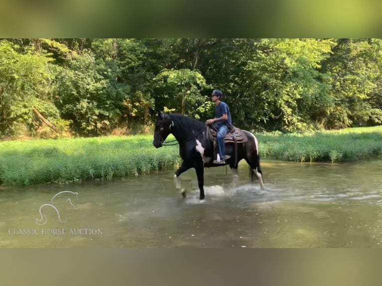 Gypsy Horse Mare 13 years 15 hh Tobiano-all-colors in Lawrenceburg, TN