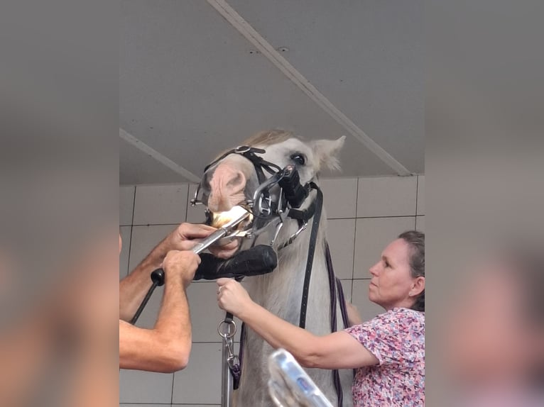 Gypsy Horse Mare 13 years Grey in Geel