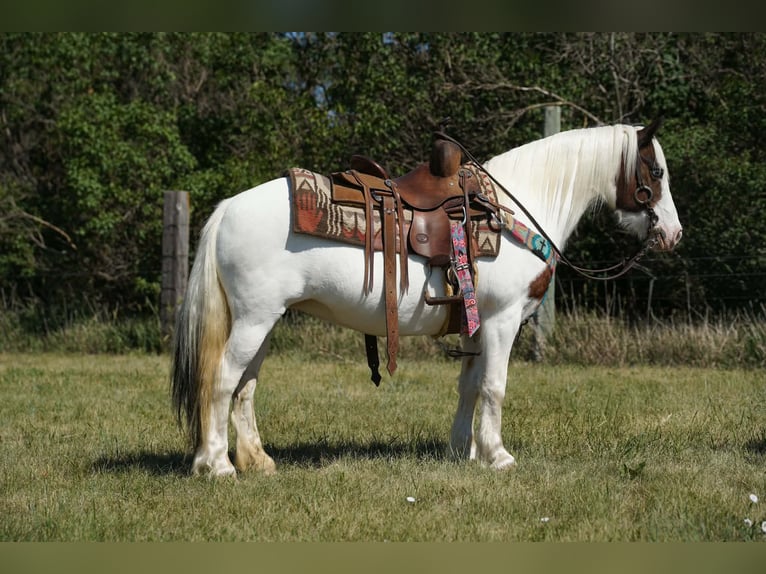 Gypsy Horse Mix Mare 13 years Pinto in Brandon