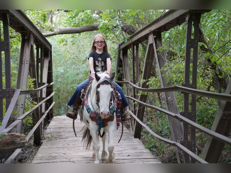 Gypsy Horse Mix Mare 13 years Pinto in Brandon