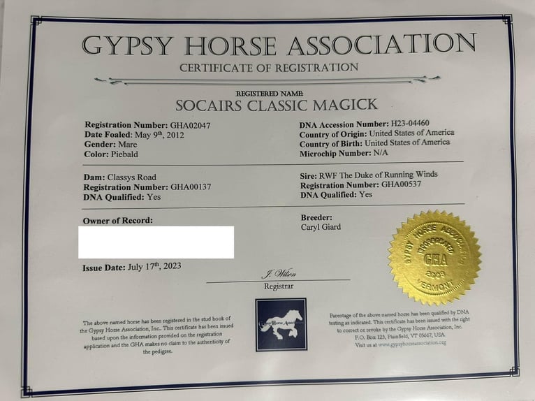 Gypsy Horse Mare 13 years Tobiano-all-colors in Chuluota, FL