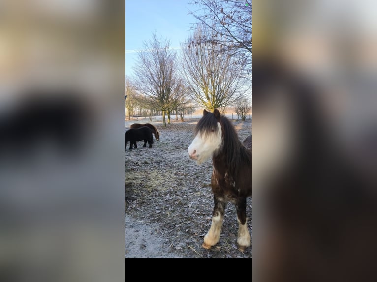 Gypsy Horse Mare 14 years 12.1 hh  in Bockhorn