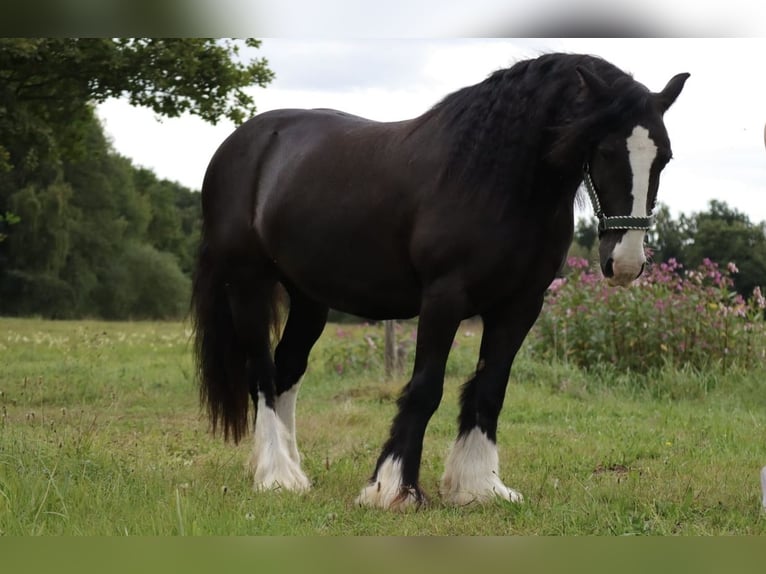 Gypsy Horse Mare 14 years 13.2 hh Black in Furth im Wald