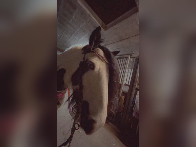 Gypsy Horse Mare 14 years 13,2 hh Pinto in Glinde