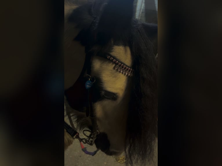 Gypsy Horse Mare 14 years 13,2 hh Pinto in Glinde