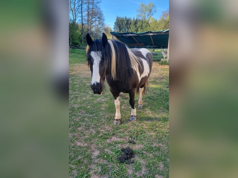 Gypsy Horse Mare 14 years 13.3 hh Pinto in Bickendorf