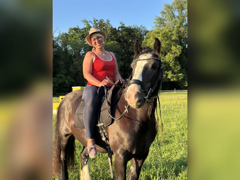 Gypsy Horse Mare 14 years 13,1 hh Black in Weil am Rhein