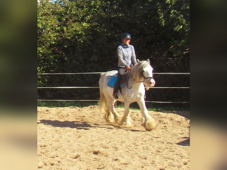 Gypsy Horse Mare 14 years 13,1 hh Roan-Blue in Velpke