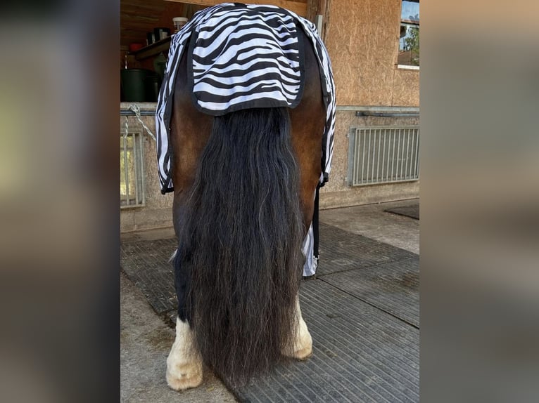 Gypsy Horse Mare 14 years 13,3 hh Black in Tuntenhausen