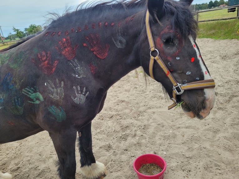 Gypsy Horse Mare 14 years 14.1 hh Black in Büchten