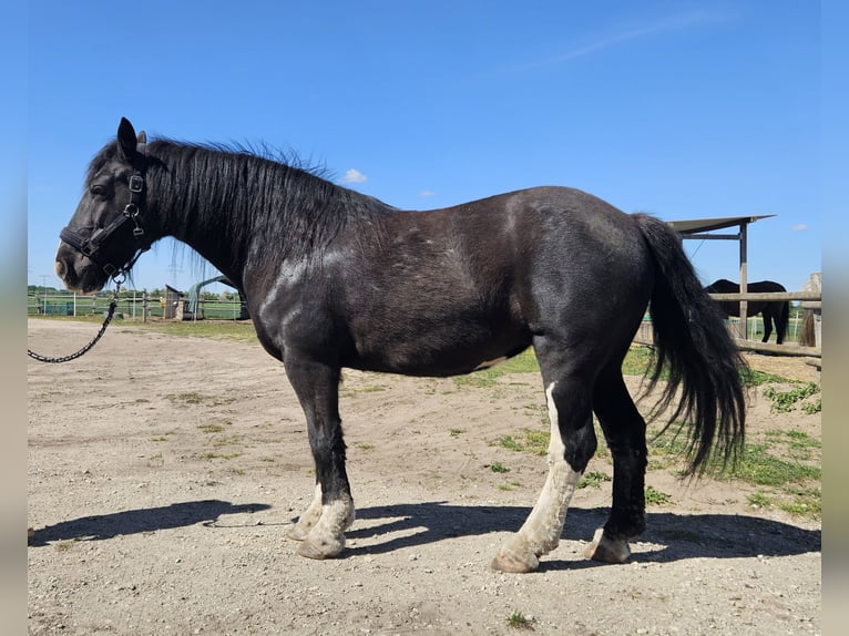 Gypsy Horse Mare 14 years 14.1 hh Black in Büchten
