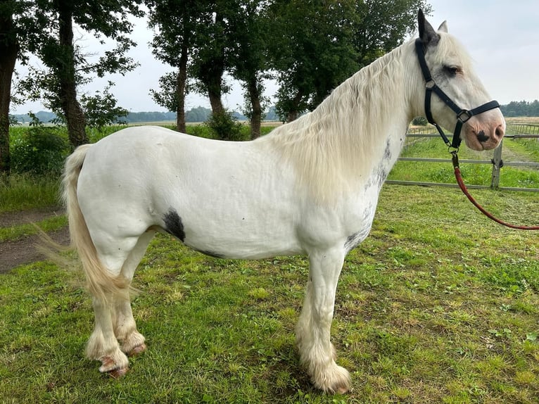 Gypsy Horse Mare 14 years 14.1 hh Pinto in Lindern (Oldenburg)