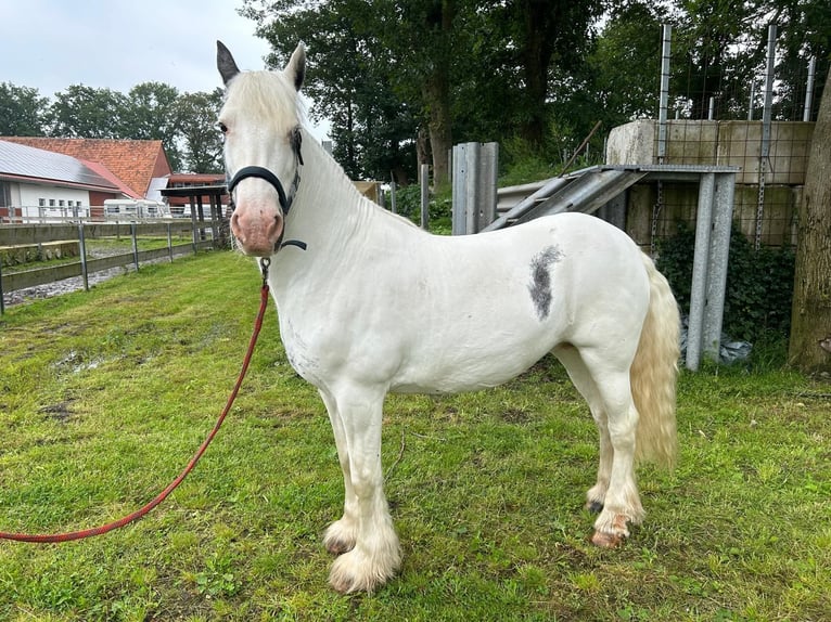 Gypsy Horse Mare 14 years 14.1 hh Pinto in Lindern (Oldenburg)