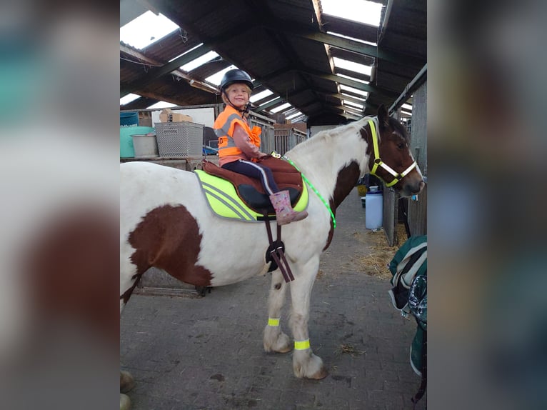 Gypsy Horse Mix Mare 14 years 14,1 hh Pinto in Wijdenes