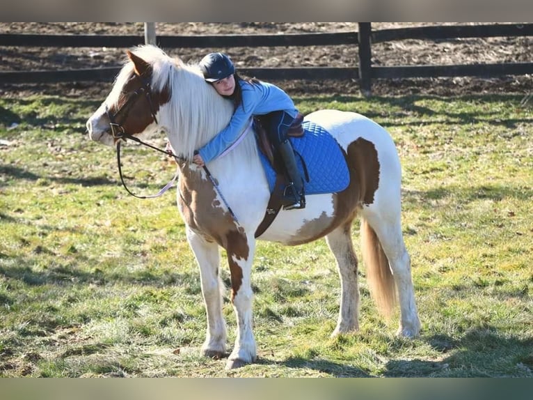 Gypsy Horse Mare 14 years 14,2 hh Tobiano-all-colors in Highland MI