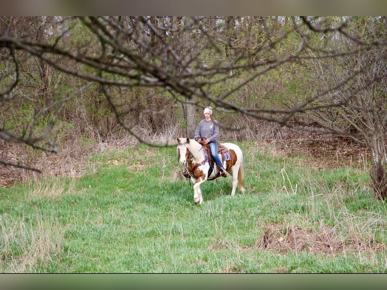 Gypsy Horse Mare 14 years 14,2 hh Tobiano-all-colors in Highland MI