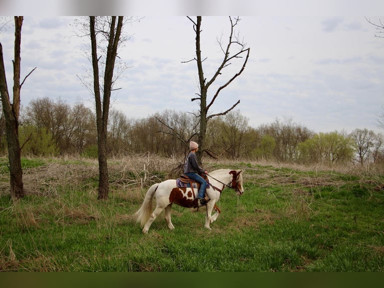 Gypsy Horse Mare 14 years 14,2 hh Tobiano-all-colors in Highland MI