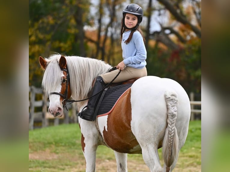 Gypsy Horse Mare 14 years 14,2 hh Tobiano-all-colors in Highland MI