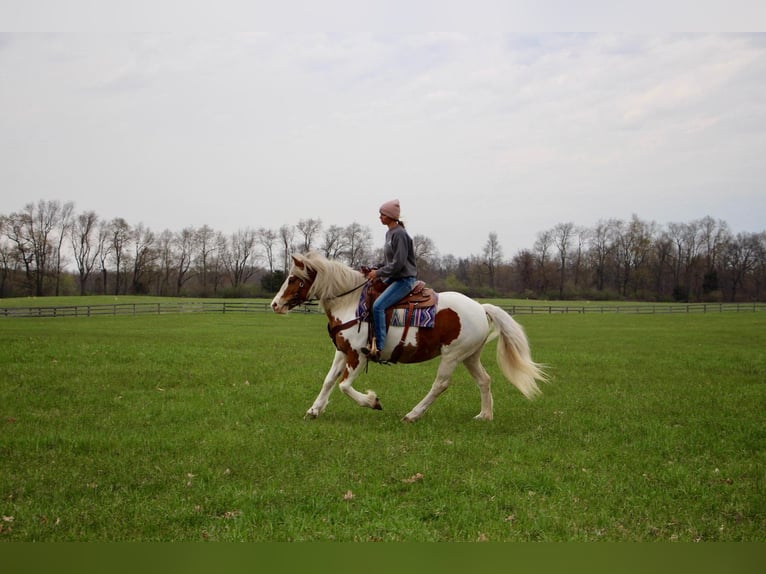 Gypsy Horse Mare 14 years 14,2 hh Tobiano-all-colors in Highland MI