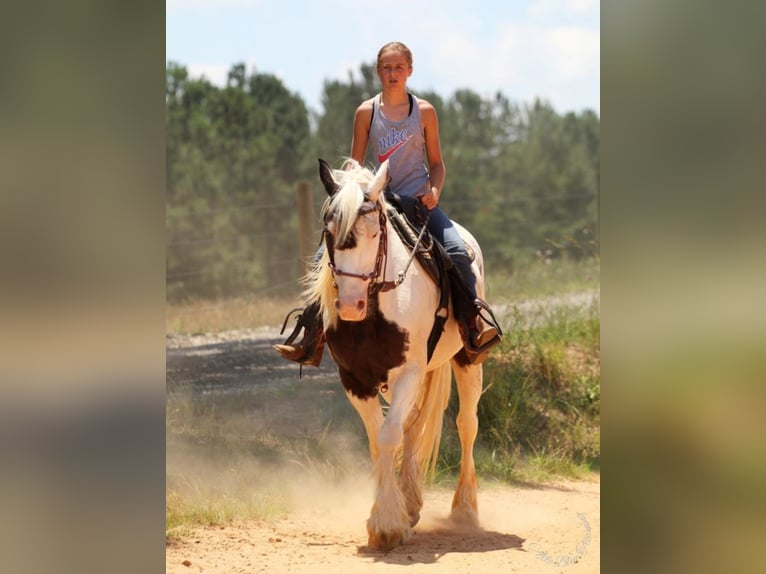 Gypsy Horse Mare 14 years 14,3 hh in Donalds, SC