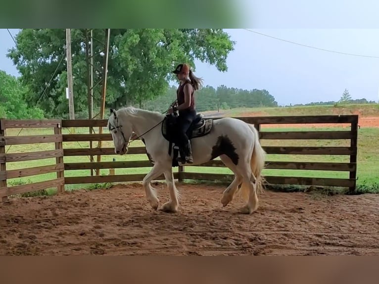 Gypsy Horse Mare 14 years 14,3 hh in Donalds, SC